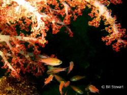 Cardinalfish hiding under Tree Coral.  This photo was tak... by Bill Stewart 